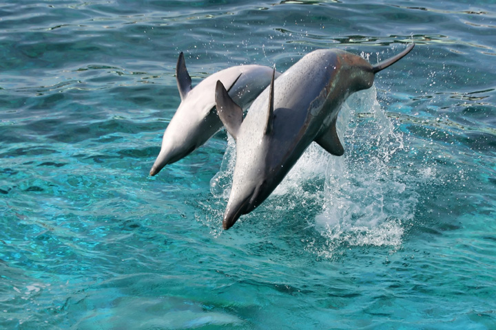 Ocean Dolphin Adventure